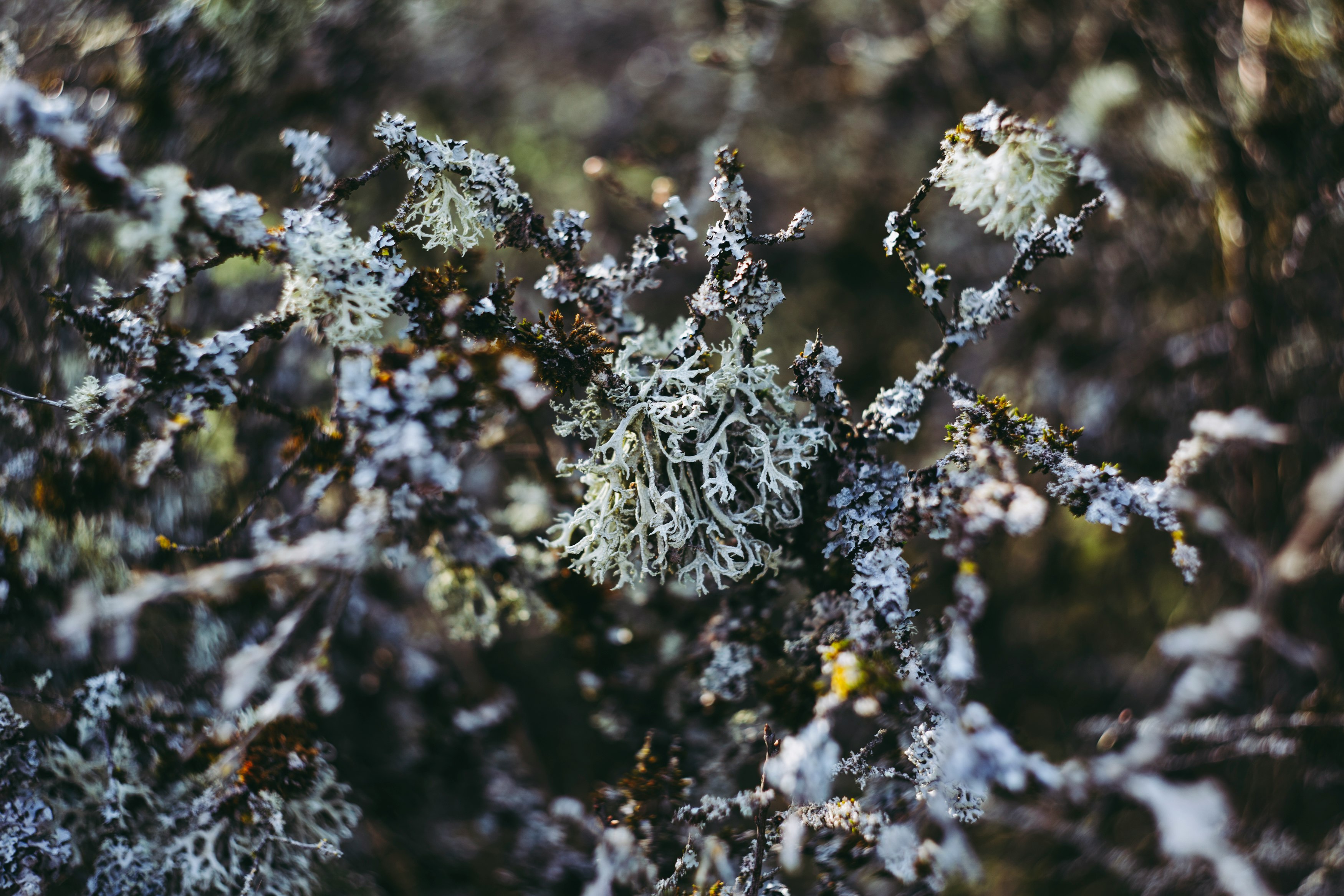 white flowers in tilt shift lens